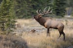 Evicted Point Reyes Ranchers Fed to Tule Elk